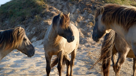 Pferde findet man auf der holländischen Nordseeinsel Texel zuhauf. Die kilometerlangen Sandstrände sind bestens geeignet für entspannte Ausritte am Meer. © NDR/nonfictionplanet/Ralf Biehler 