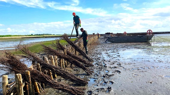 Die Einheimischen nennen sie "Gärtner des Meeres" - die Wasserbaumeister von Sylt sorgen mit natürlichem Material für den Küstenschutz. © NDR/nonfictionplanet/Florian Melzer 