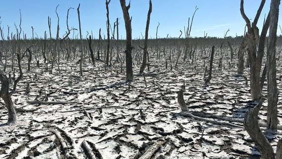Im Winter fallen Teile der Everglades trocken. © NDR/nonfictionplanet/Florian Melzer 