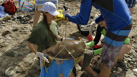 Gar nicht so einfach eine Seeschildkröte zu wiegen, zu vermessen und mit einem Sender zu versehen. Der schönste Moment kommt für die Aktivisten der "Turtle Conservation Group" danach: Wieder ab in die Freiheit mit den stattlichen Tieren. © NDR/nonfictionplanet/Florian Melzer 