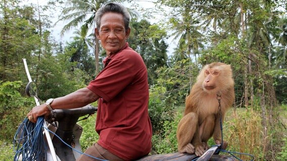 Jetzt heißt es gut festhalten: Mitfahrgelegenheit für einen haarigen Erntehelfer in einem Kokosnusshain in Südthailand. Jetzt heißt es gut festhalten: Mitfahrgelegenheit für einen haarigen Erntehelfer in einem Kokosnusshain in Südthailand. © NDR/nonfictionplanet/Florian Melzer