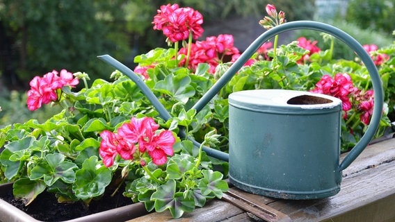 Geraniums in a window box with a watering can © Fotolia.com Photo: pia-pictures