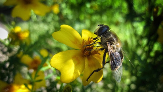 Eine Biene auf einer Blüte. © Colourbox Foto: Jørgen Flemming