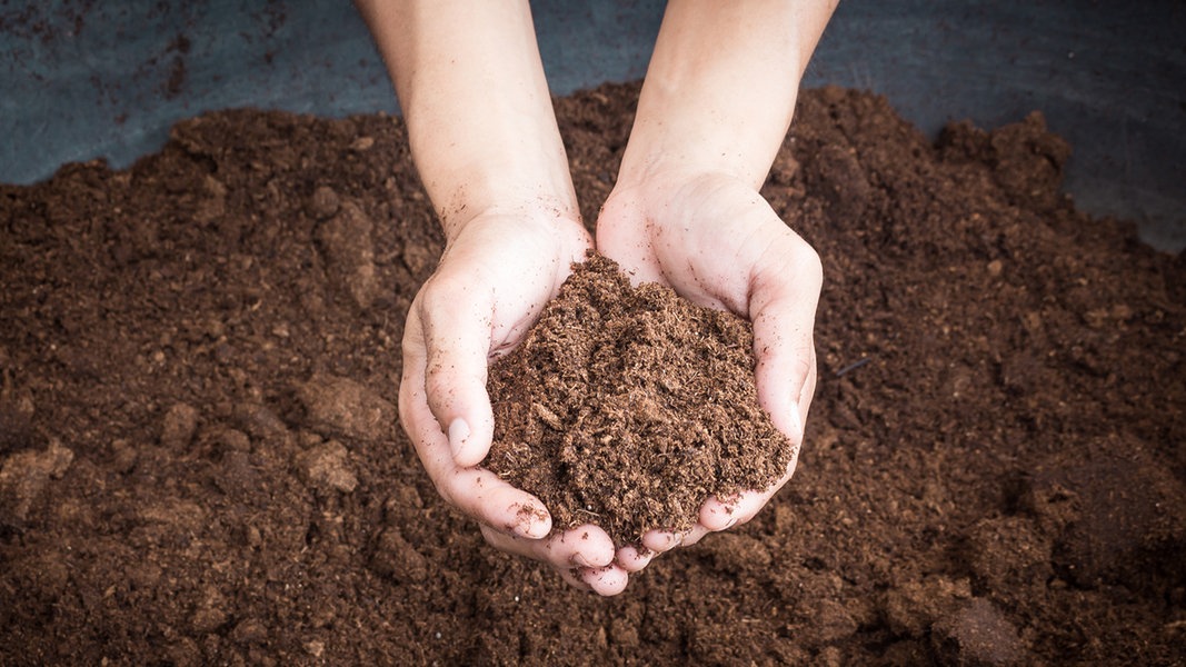 Blumenerde: Wenn Pflanzen nicht gedeihen | NDR.de - Ratgeber - Garten