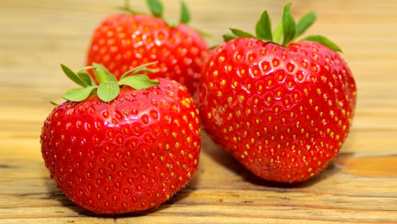 Erdbeeren Senga Sengana © Fotolia.com Foto: hopfi23