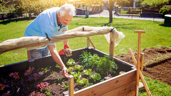 Ein Mann setzt eine Pflanze in ein Hochbeet im Garten. © Fotolia.com Foto: Patrizia Tilly