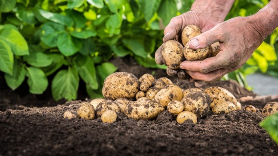 Hände ernten Kartoffeln aus der Erde. © fotolia.com Foto: mjaud