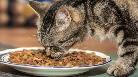 Ein Katze frisst von einem Teller Katzenfutter. © Colourbox Foto: -