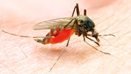 Weibliche Mücke sticht einen Menschen. © fotolia Foto: Kletr