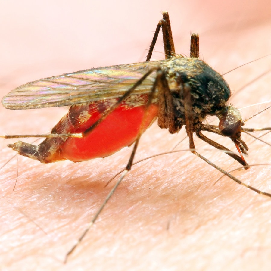 Mücken: Welche Mittel schützen vor Stichen?
