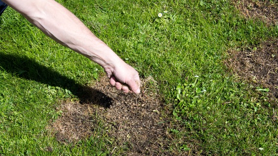 Eine Hand streut Rasensaat auf einen löchrigen Rasen aus © Fotolia Foto: UwHoGe