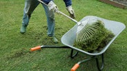 Moos Und Unkraut Im Rasen Entfernen Ndr De Ratgeber Garten