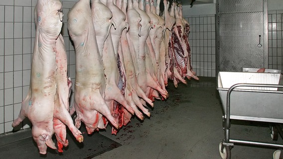 Schweinehälften hängen in einem Schlachthof. © colourbox 