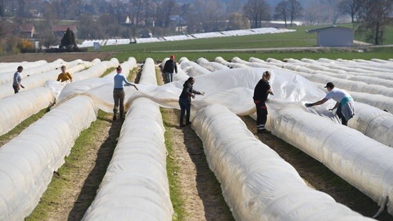 Erntehelfer decken Spargel auf einem Feld ab. © imago images Foto: Sven Simon