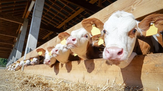 Bullenaufzucht in einem Offenstall © fotolia.com Foto: Countrypixel