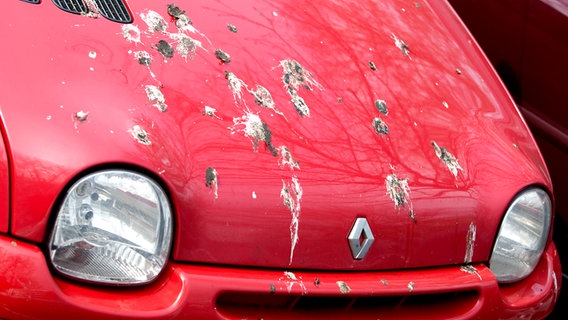 Mit Vogelkot verdrekte Kühlerhaube eines Autos. © dpa Foto: Friso Gentsch