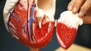 Modell eines Herzens mit Herzklappe  