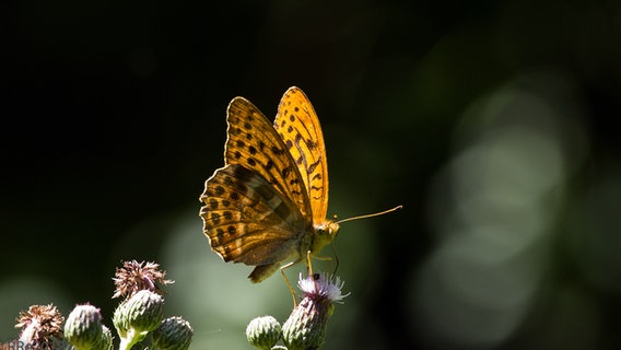 Schmetterling © NDR 