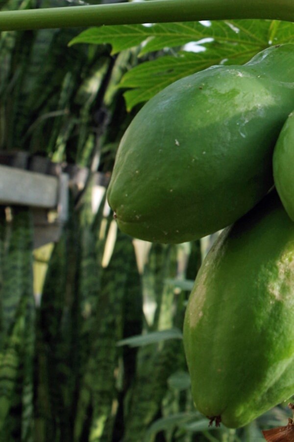 papaya-selbst-ziehen-ndr-de-ratgeber-garten-nutzpflanzen