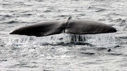 Flosse eines Buckelwals im Atlantik vor Norwegen © NDR Foto: Jürgen Kaletsch