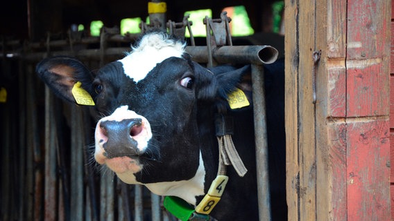 Holstein Friesian ist eine der bedeutendsten Milchviehrassen. Bei Dallmanns werden sie liebevoll gehegt und gepflegt. © © NDR/Helke Schulz Mönking 