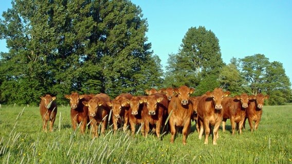Eine Gruppe brauner Kühe steht zusammen auf einer Wiese. © NDR Foto: Helke Schulze Mönking