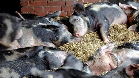 Eine Gruppe von kleinen Schweinchen schläft im Stroh. © NDR Foto: Helke Schulze-Mönking