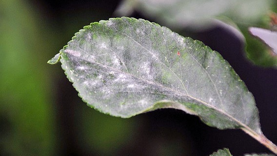 Powdery mildew on apple tree leaf © NDR Photo: Thomas Balster