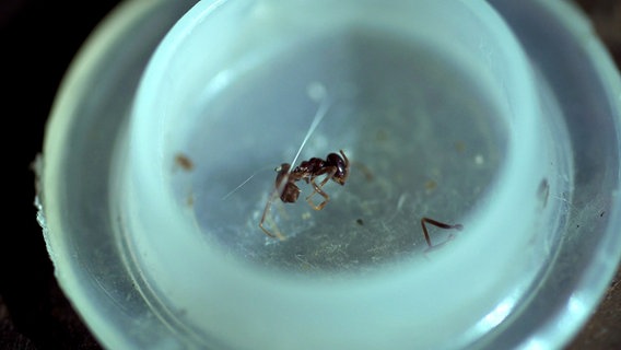 Lasius fuliginosus, die glänzendschwarze Holzameise. Sie war auch an der Leiche gesichert worden und bewies somit, dass der Träger der Gummistiefel am Tatort gewesen sein musste. © Cinecentrum/Micha Bojanowski Foto: Micha Bojanowski