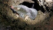 Der gemeine Maulwurf: ein mächtiger Gegner unterm Rasen! © NDR/Tim Boehme 