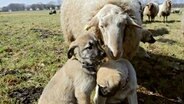 Noch sind die kleinen Kangals eingeschüchtert von den großen Schafen. Die Schulungsherde besteht aus besonders neugierigen Schafböcken. Sie erziehen die Welpen auf dem Weg zum Herdenschutzhund. © NDR/Docma TV/Christian Neumann 