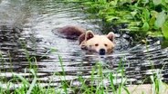 Braunbär Mascha erkundet ihren neuen Teich. © NDR/DHF Media GmbH/Marlon Zielke 