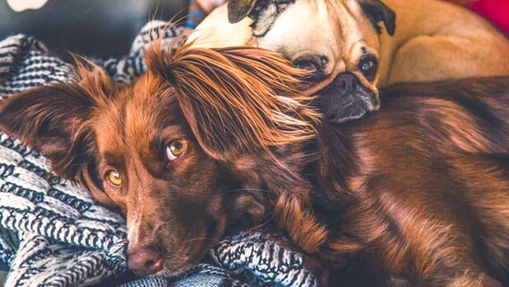 Zwei Hunde kuscheln in einem Körbchen. © NDR/Labo M GmbH 