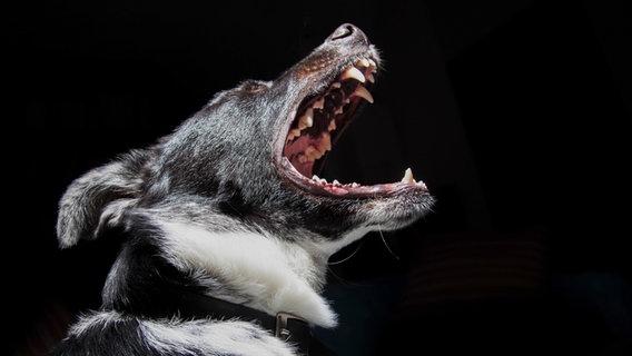 Ein Hund reißt das Maul auf. © NDR/Labo M GmbH 