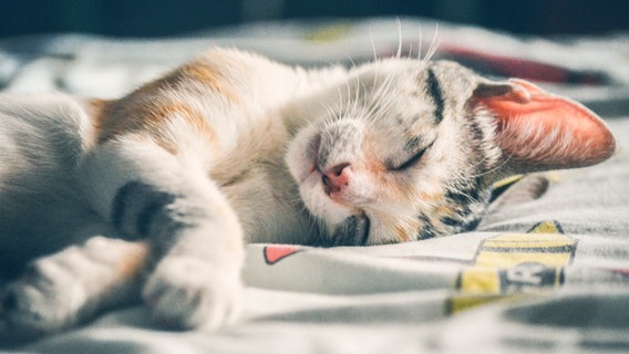 Eine Katze schläft. © NDR/Labo M GmbH 