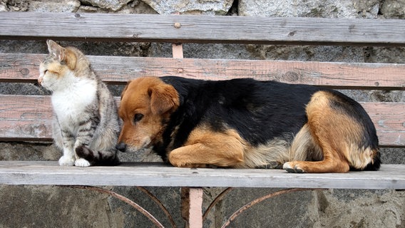 Katze und Hund auf einer Bank © Colourbox Foto: -