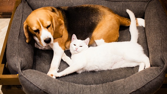 Katze und Hund liegen gemeinsam auf einem Kissen © Colourbox 