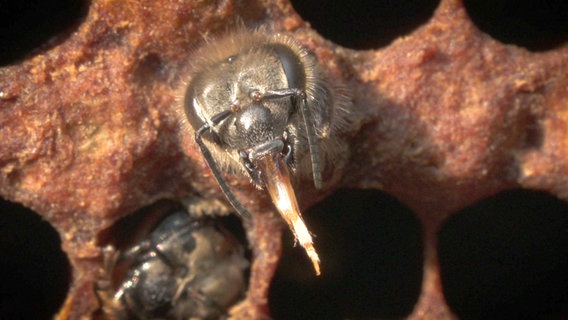 Eine tote junge Biene mit herausgestrecktem Rüssel steckt in einer Wabe. © NDR 