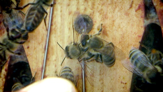 Bienen putzen sich gegenseitig © NDR 