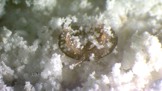 Eine Varroamilbe steckt im Puderzucker fest. © NDR 