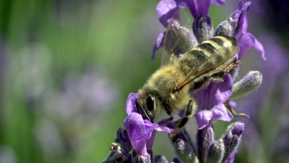 In einer Blüte sitzt eine Biene © NDR 