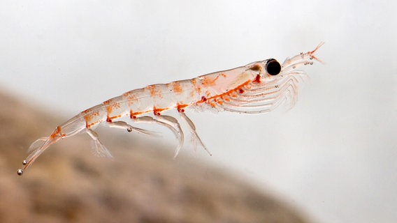 Nahaufnahme eines antarktischen Krills im Wasser. © Colourbox Foto: Dmytro Pylypenko