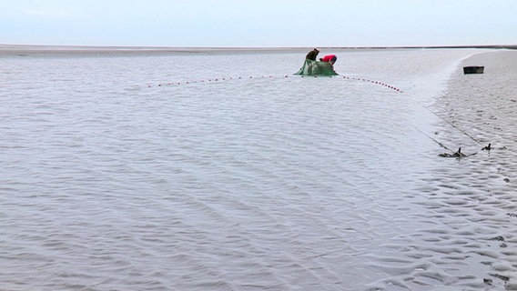 Flachwasser eines Priels nahe der Medemrinne. Zwei Forscher holen ein Netz mit Fischen ein. © NDR 