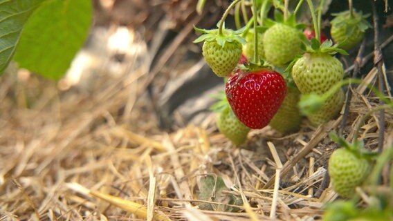 Aufnahme in Bodenperspektive von einer Erdbeerpflanze mit einigen unreifen Früchten und einer reifen Erdbeere. © NDR 