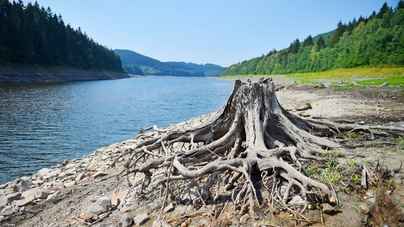 Ausgetrocknete Landschaft mit vertrocknetem Baumstumpf und nackten Wurzeln, bei Osterode am Harz, aufgenommen am 23.07.2018, © picture alliance / Frank May | Frank May Foto: Frank May/picture alliance