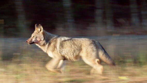 Wölfe können an einem Tag bis zu 70 Kilometer wandern. © NDR/WDR/Längengrad Filmproduktion/Sebastian Koerner 