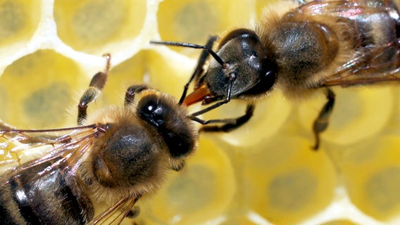 Bienen arbeiten als Team Nektarübergabe im Bienenstock. © NDR/TOB Filmproduktion/Tim Boehme 