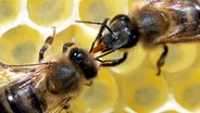 Bienen arbeiten als Team Nektarübergabe im Bienenstock. © NDR/TOB Filmproduktion/Tim Boehme 