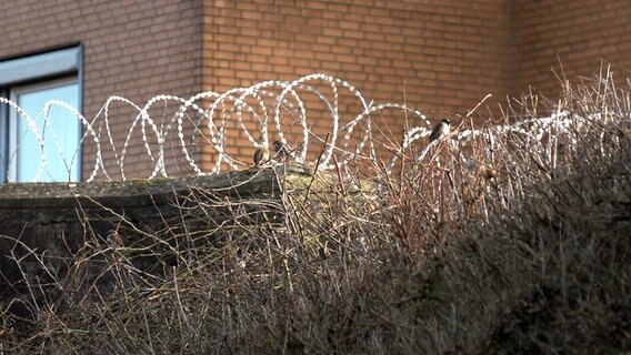 Der Maßregelvollzug im niedersächsischen Moringen ist für seine dicke Dornenhecke bekannt. An vielen Stellen ersetzt sie die hohen Mauern und Zäune, die sonst beim Maßregelvollzug üblich sind. © NDR 