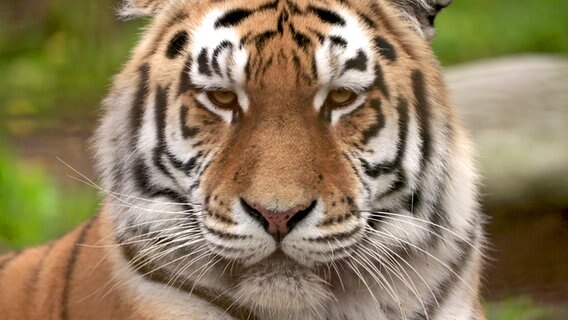 Porträt eines Tigers. © NDR 